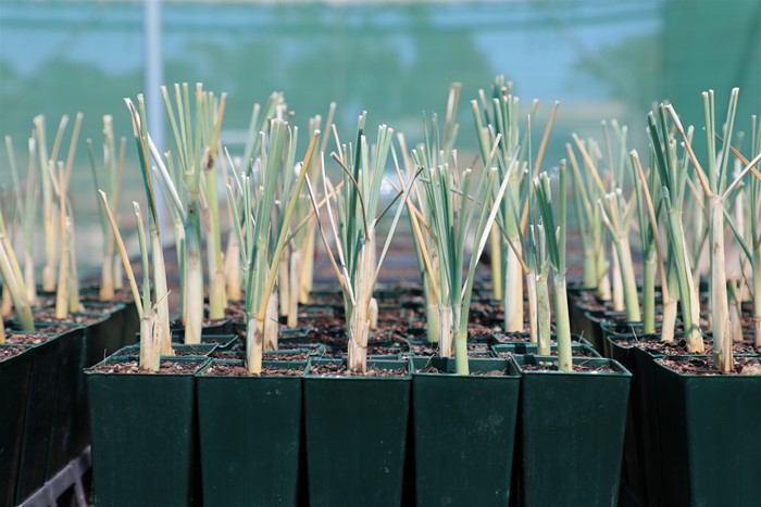 Image Gallery - Community Nursery seedlings