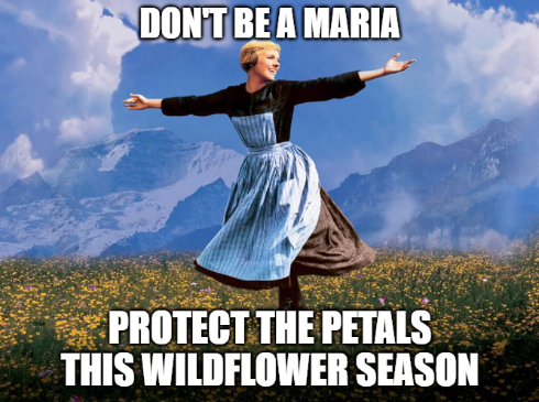 Protect the Petals